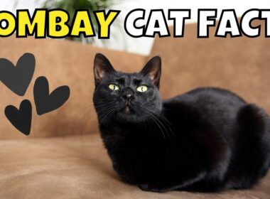 10 Fun Facts About Bombay Cats: The Enchanting Mini Panthers