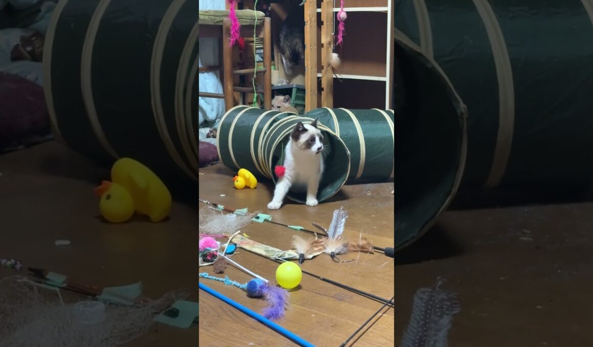 三毛猫ミックス「シャムの子ねこパンダくん、ネコトンネルで遊んでるけど、結構、マヌケだなｗ」