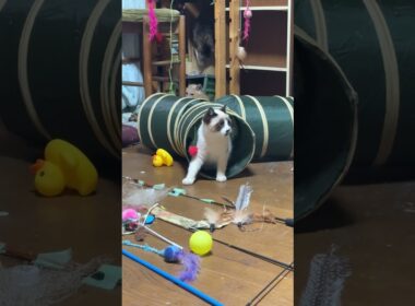 三毛猫ミックス「シャムの子ねこパンダくん、ネコトンネルで遊んでるけど、結構、マヌケだなｗ」