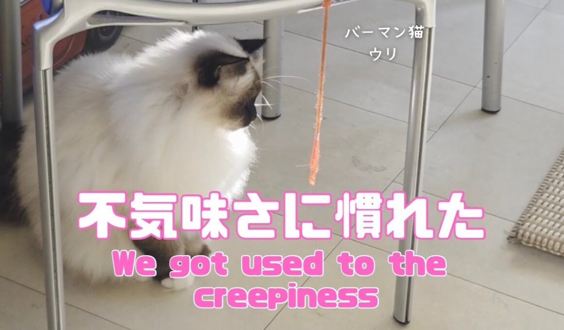 バーマン猫ウリとガブとラフ【不気味さに慣れた】We got used to the creepiness（バーマン猫）Birman/Cat