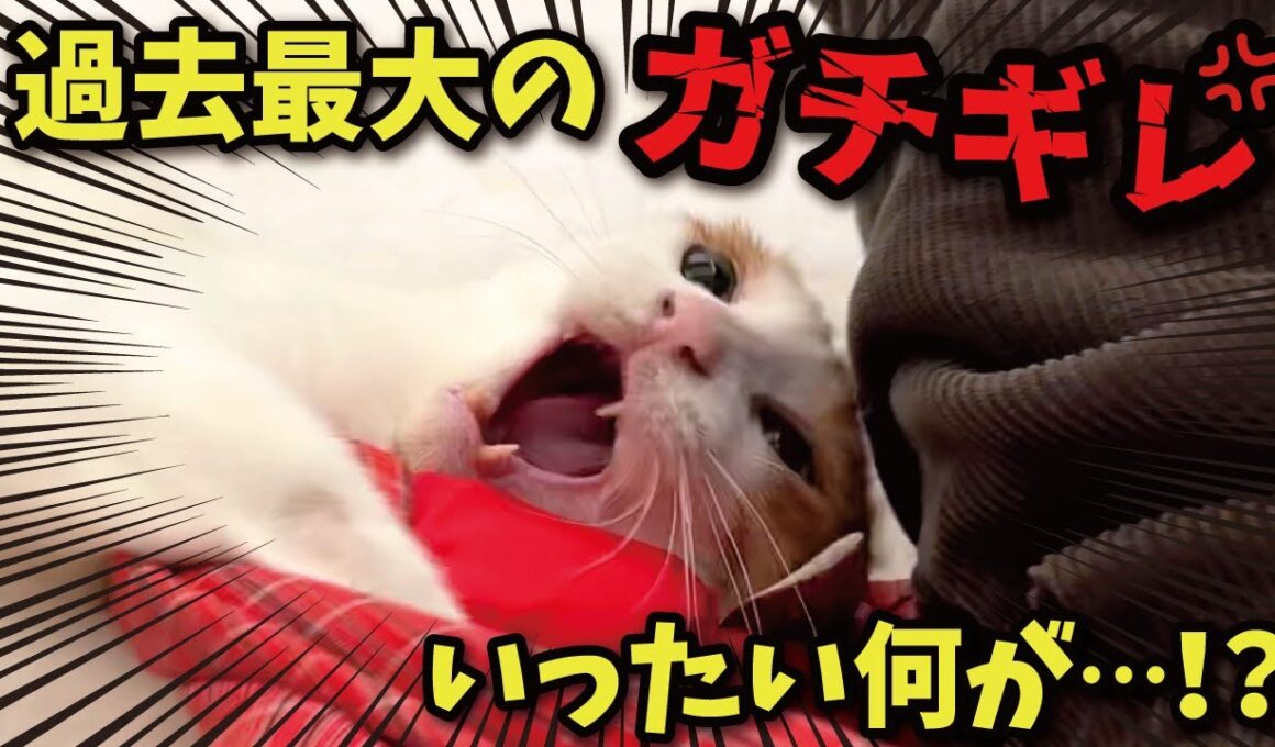 【謎すぎ】猫が超絶ガチ切れしながら飼い主に飛びかかってきました…💦💦💦