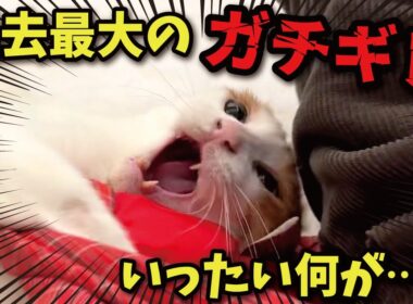 【謎すぎ】猫が超絶ガチ切れしながら飼い主に飛びかかってきました…💦💦💦