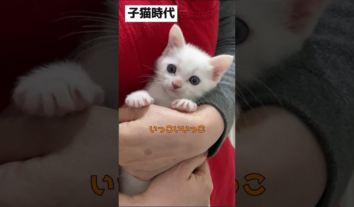 抱っこされてる弟猫の子猫時代と現在を比べてみた