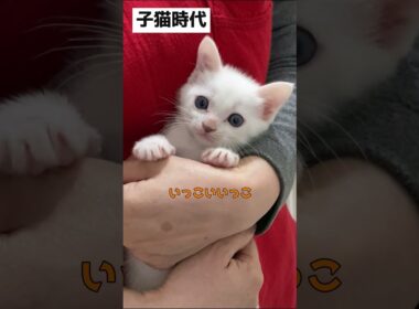 抱っこされてる弟猫の子猫時代と現在を比べてみた
