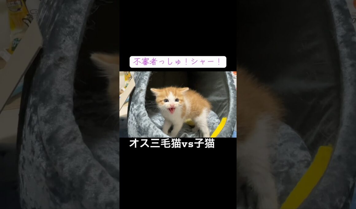 オス三毛猫の登場に激怒する子猫 #cat  #猫  #ねこ  #保護猫 #cute #猫のいる暮らし #子猫 #kitten #shorts  #こねこ