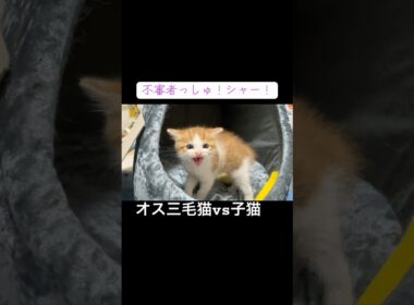 オス三毛猫の登場に激怒する子猫 #cat  #猫  #ねこ  #保護猫 #cute #猫のいる暮らし #子猫 #kitten #shorts  #こねこ