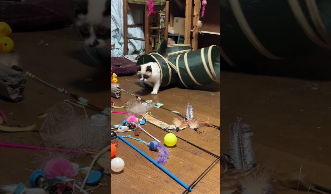 シャムの子ネコ雫「パンダ兄さん、ネコトンネルで、アグレッシブだね」