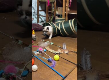 シャムの子ネコ雫「パンダ兄さん、ネコトンネルで、アグレッシブだね」