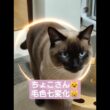 ちょこさん😺毛色七変化AI生成しました😸 #シャム猫 #たぬき猫 #ai生成動画