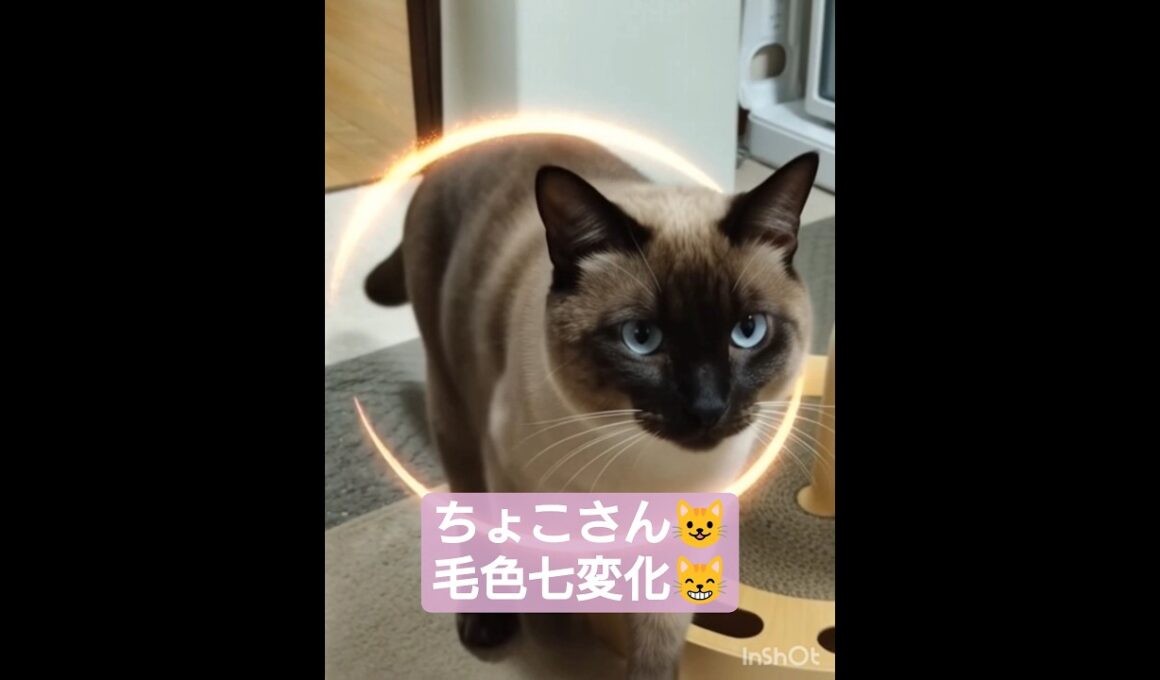 ちょこさん😺毛色七変化AI生成しました😸 #シャム猫 #たぬき猫 #ai生成動画