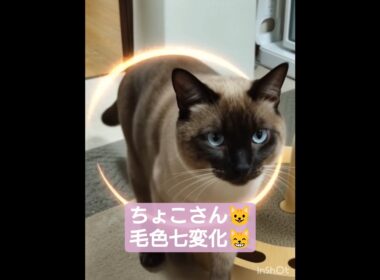 ちょこさん😺毛色七変化AI生成しました😸 #シャム猫 #たぬき猫 #ai生成動画