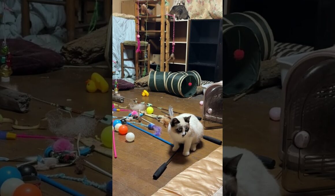 キジシロのルル、DIYキャットタワーのネコジャラシを使って、シャムの子ねこパンダくんに遊ぼうよ。と必死にするｗ釣れないけど