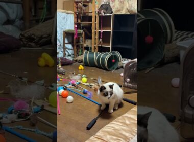 キジシロのルル、DIYキャットタワーのネコジャラシを使って、シャムの子ねこパンダくんに遊ぼうよ。と必死にするｗ釣れないけど