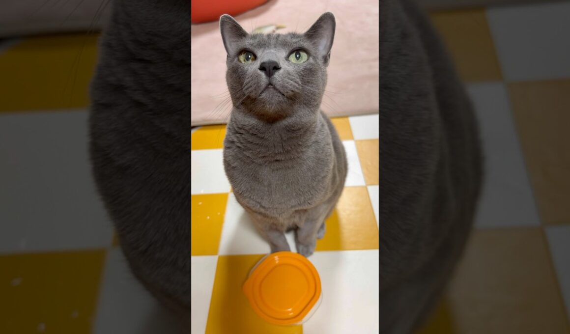 【ロシアンブルー】めろん早朝からハゲシメね🛎️😗【猫】#shorts