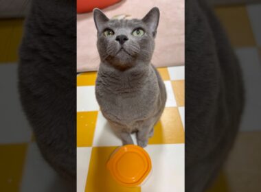 【ロシアンブルー】めろん早朝からハゲシメね🛎️😗【猫】#shorts