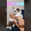 #shorts #ラグドール #子猫 #猫のいる生活 #甘えん坊猫 #ぬいぐるみ猫