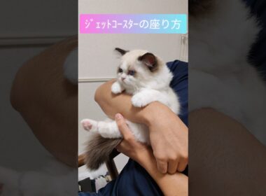 #shorts #ラグドール #子猫 #猫のいる生活 #甘えん坊猫 #ぬいぐるみ猫