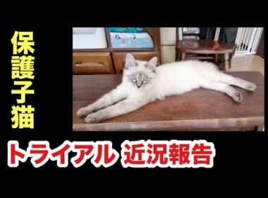 【近況報告】里親さん宅の保護子猫（トライアル）
