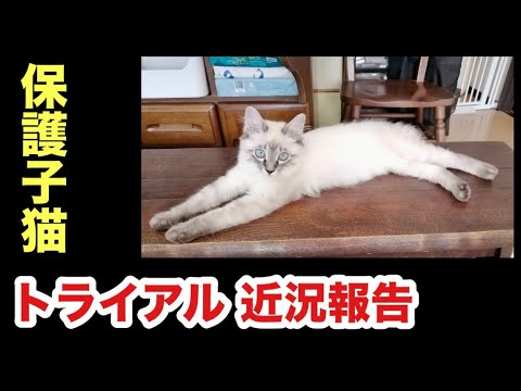 【近況報告】里親さん宅の保護子猫（トライアル）