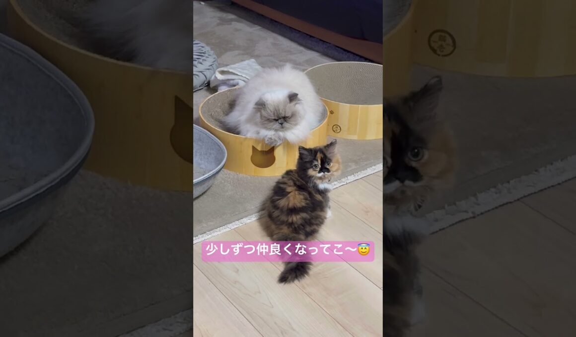 鼻ちゅした？？？？！！！ヒマラヤンのマーベルと新入りジェーン🐈🐾 #cat #猫のいる暮らし #猫好きさんと繋がりたい #子猫 #ねこ #shorts