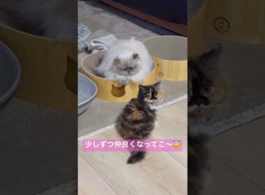鼻ちゅした？？？？！！！ヒマラヤンのマーベルと新入りジェーン🐈🐾 #cat #猫のいる暮らし #猫好きさんと繋がりたい #子猫 #ねこ #shorts