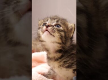 かわいい鳴き声でママにナデナデをおねだりする赤ちゃん子猫 #kitten #gatto #cat #meow #asmr