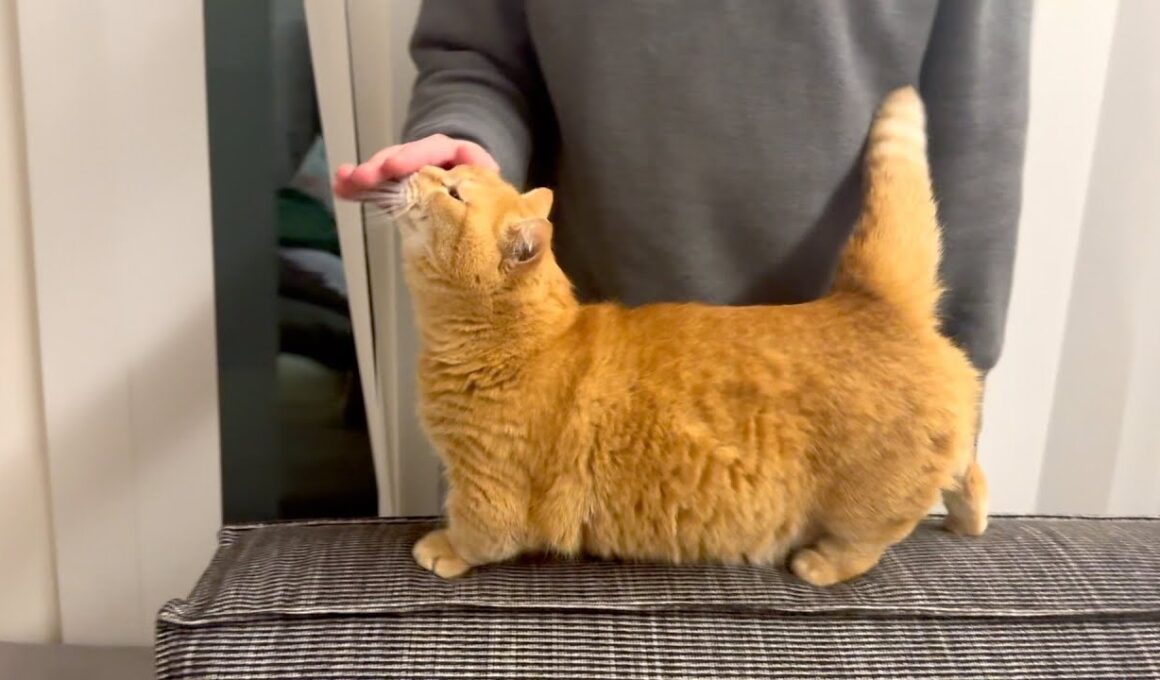 友人にプリンとの絆を見せつけようとした結果