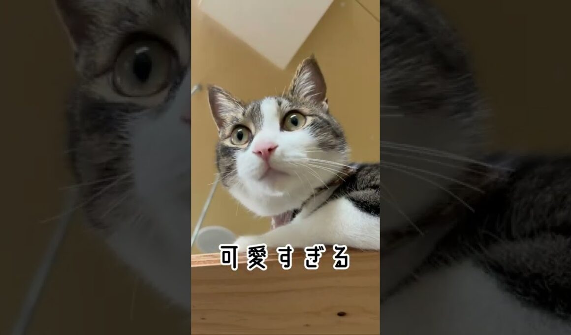 上から見てる　Looking from above