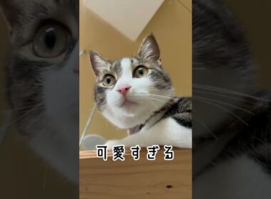 上から見てる　Looking from above