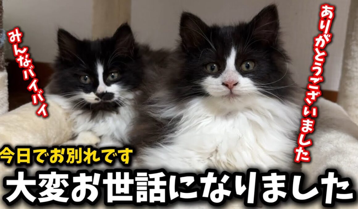 前代未聞の子猫の譲渡動画になってしまいました