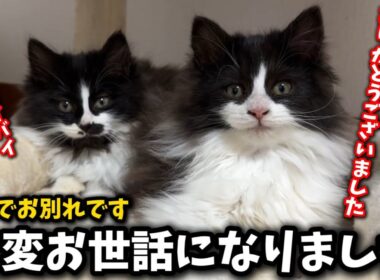 前代未聞の子猫の譲渡動画になってしまいました