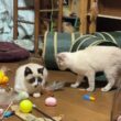 三毛猫ミックスとキジシロのルル「シャムの子ねこパンダくん。妹の雫と一緒に。ここに打ち解けてきたかな」①