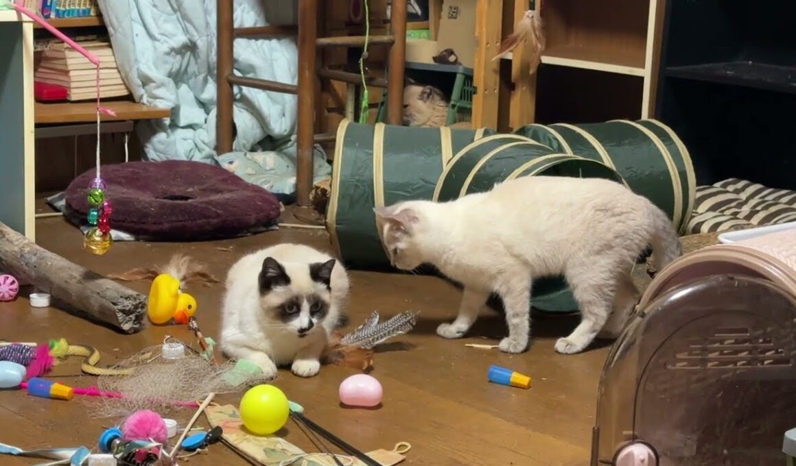 三毛猫ミックスとキジシロのルル「シャムの子ねこパンダくん。妹の雫と一緒に。ここに打ち解けてきたかな」①