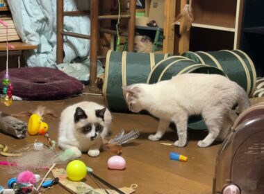 三毛猫ミックスとキジシロのルル「シャムの子ねこパンダくん。妹の雫と一緒に。ここに打ち解けてきたかな」①