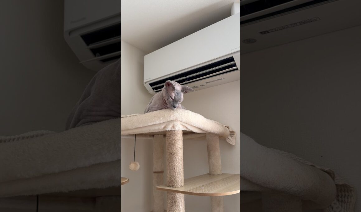 エアコンの風を直に堪能する猫スルタン【スフィンクス】