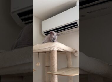 エアコンの風を直に堪能する猫スルタン【スフィンクス】