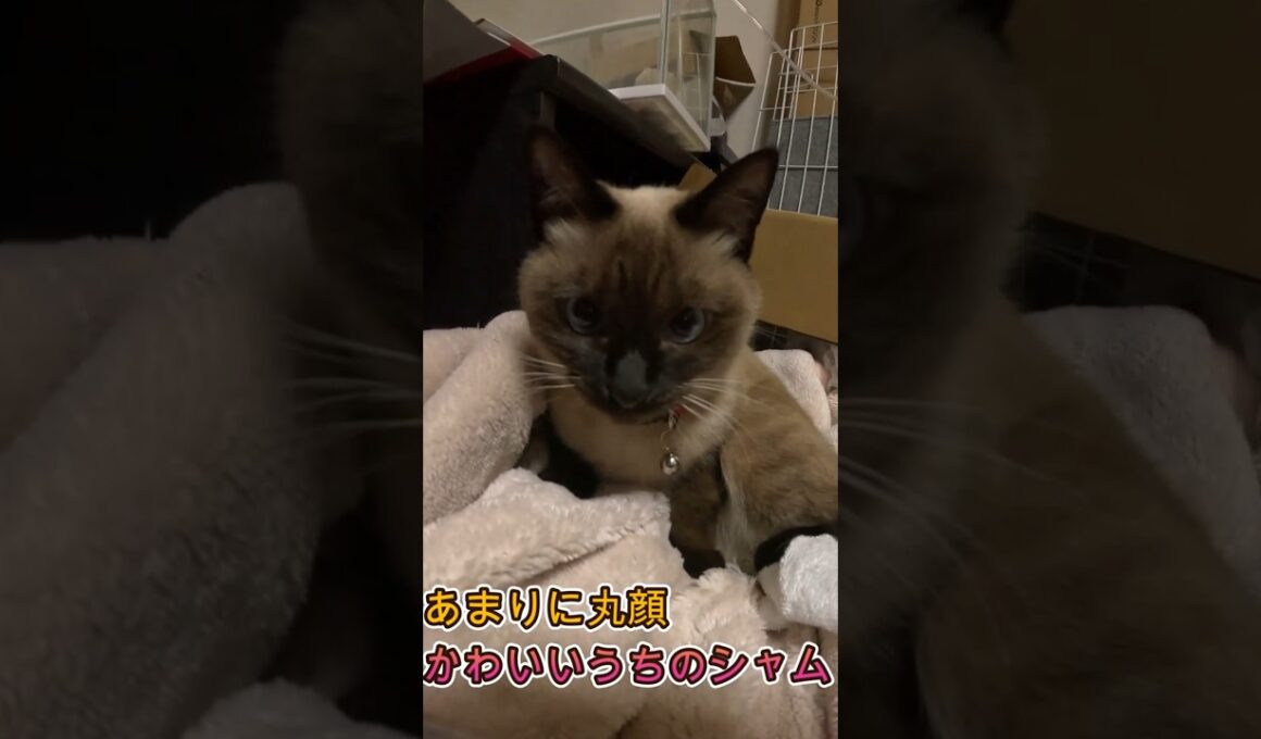 あまりに丸顔でかわいいうちのシャム