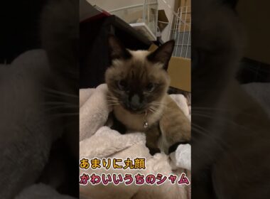 あまりに丸顔でかわいいうちのシャム