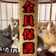 「寂しかったね…」取り残されていた子猫を保護！兄妹との再会 #2