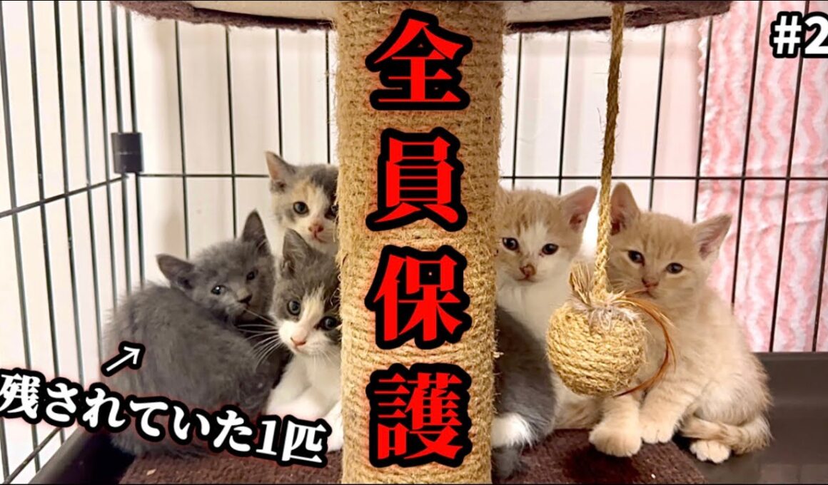 「寂しかったね…」取り残されていた子猫を保護！兄妹との再会 #2