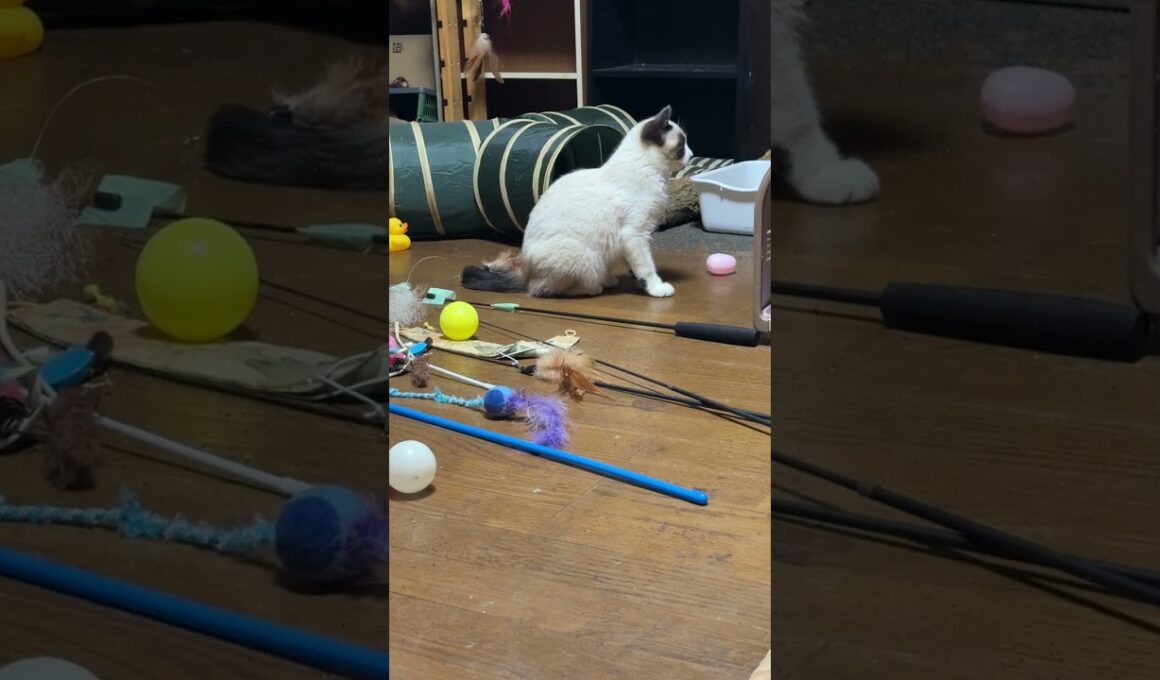 三毛猫ミックスとキジシロのルル「シャムの子ねこパンダくん。妹の雫と一緒に。ここに打ち解けてきたかな」②