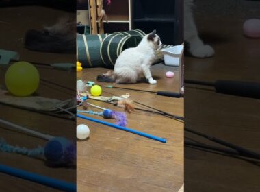 三毛猫ミックスとキジシロのルル「シャムの子ねこパンダくん。妹の雫と一緒に。ここに打ち解けてきたかな」②