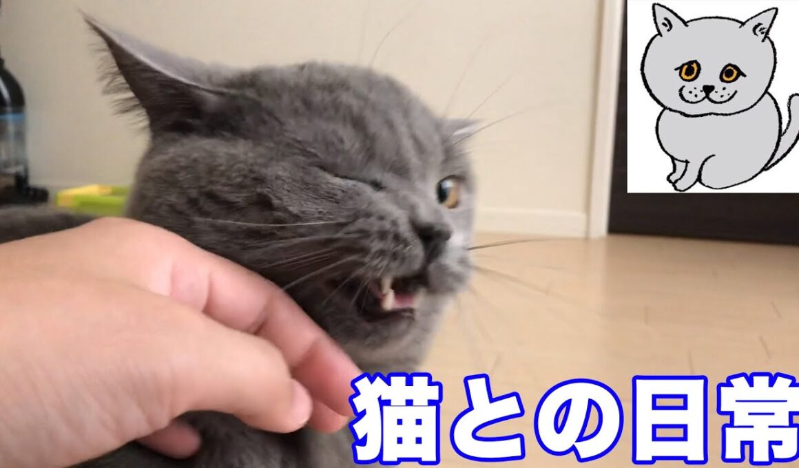 【猫】猫との日常【ブリティッシュショートヘア】