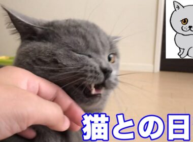 【猫】猫との日常【ブリティッシュショートヘア】