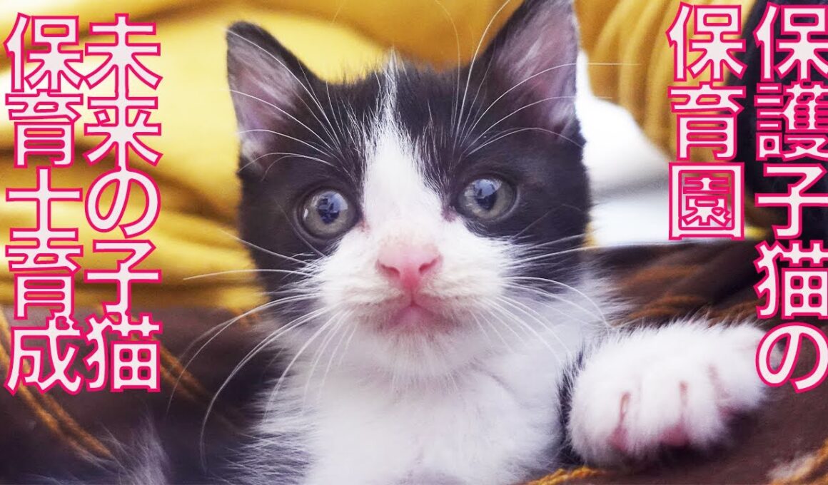 子猫保育園、次の世代の育成に入る　My kitten nursery next generation