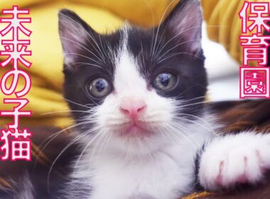 子猫保育園、次の世代の育成に入る　My kitten nursery next generation