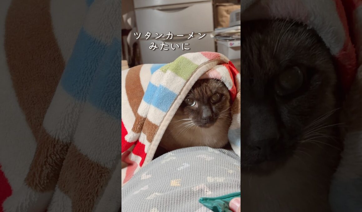 かわいすぎる猫さん♡ #cat #猫のいる暮らし #シャムミックス