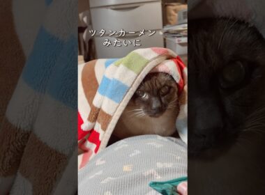 かわいすぎる猫さん♡ #cat #猫のいる暮らし #シャムミックス