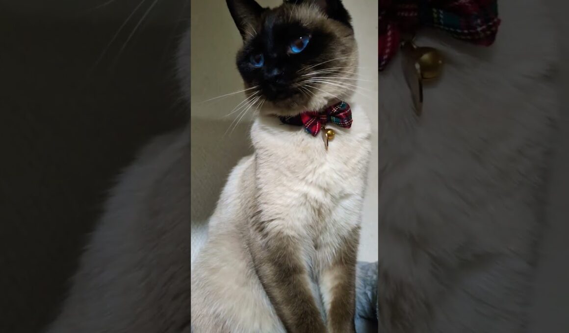 🎄クリスマス気分なマロンちゃん🎁#cat #catshorts #シャム猫 #しゃむねこ #猫のいる暮らし  #xmas  #christmas