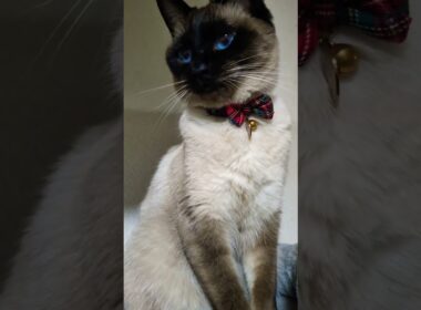 🎄クリスマス気分なマロンちゃん🎁#cat #catshorts #シャム猫 #しゃむねこ #猫のいる暮らし  #xmas  #christmas